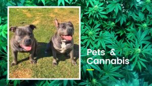 Leia mais sobre o artigo Pets & Cannabis