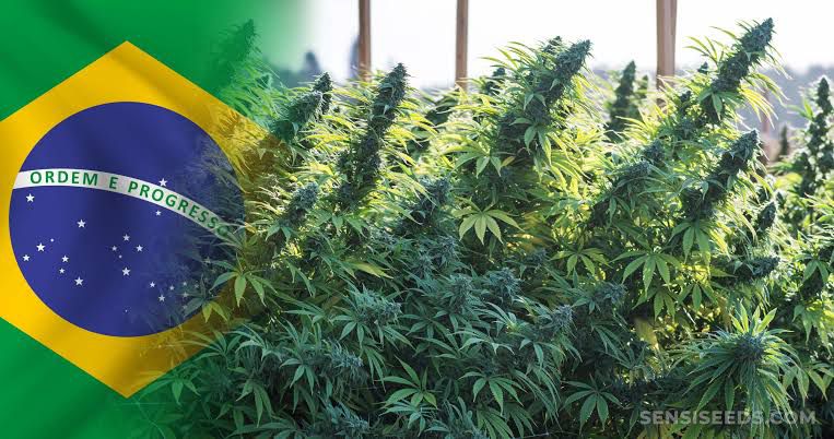 Leia mais sobre o artigo Decisão unânime do STJ: cultivar maconha para fins medicinais não é crime!