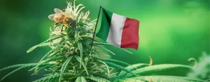 Leia mais sobre o artigo Histórico: Supremo Tribunal italiano decide que cultivo de cannabis para consumo próprio não é crime