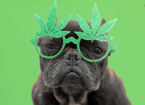 Leia mais sobre o artigo ANVISA autoriza o uso da cannabis para fins veterinários!